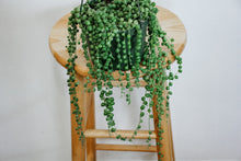 Load image into Gallery viewer, Trailing String of Pearls