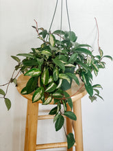Load image into Gallery viewer, 6” Hoya Carnosa Krimson Princess