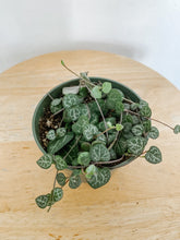 Load image into Gallery viewer, String of Hearts ‘Ceropegia woodii’ Trailing