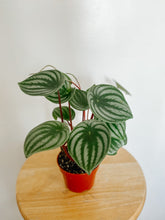 Load image into Gallery viewer, Peperomia Argyreia Watermelon