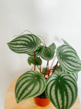 Load image into Gallery viewer, Peperomia Argyreia Watermelon