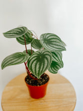 Load image into Gallery viewer, Peperomia Argyreia Watermelon