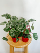 Load image into Gallery viewer, Peperomia Argyreia Watermelon