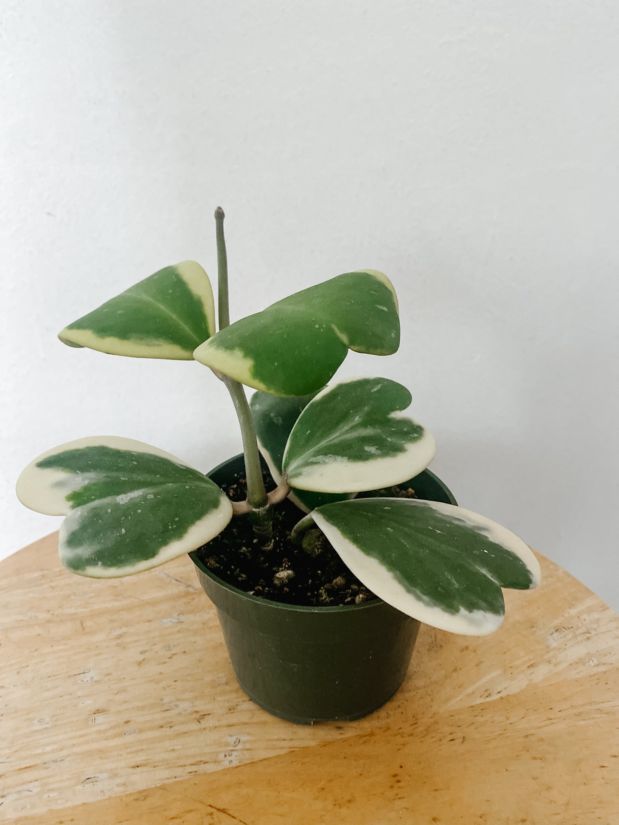 水仙　PET Pet Friendly Collection – Emerald Houseplants