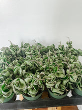 Load image into Gallery viewer, Hoya Carnosa Compacta Variegated/Hindu Rope Variegated
