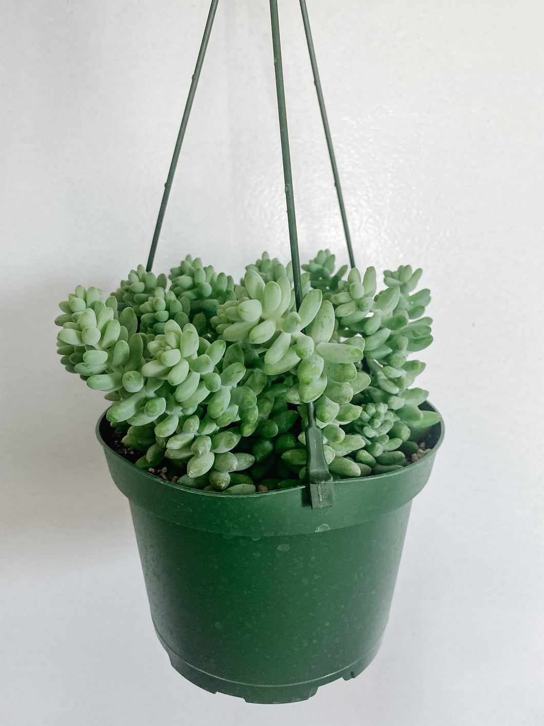 Donkey Tail in Hanging Pot.