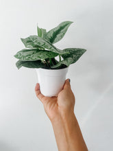Load image into Gallery viewer, Satin Pothos ‘Exotica’ (Scindapsus pictus)
