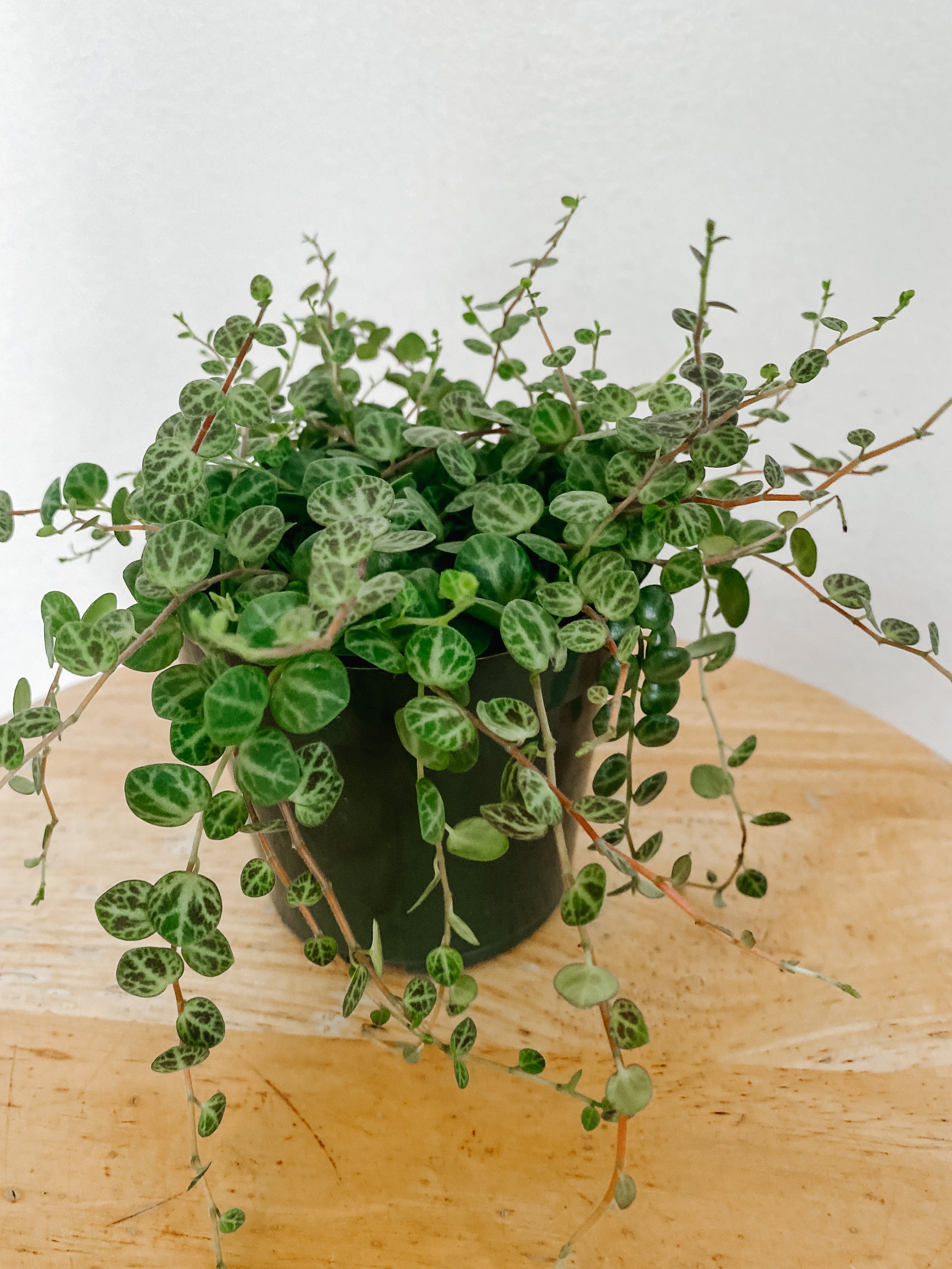 水仙　PET Pet Friendly Collection – Emerald Houseplants