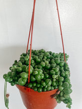 Load image into Gallery viewer, String of Pearls 6in. (Short Length)
