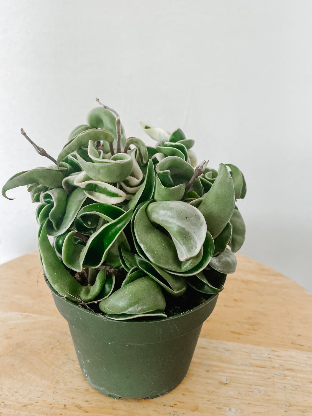 Hoya Carnosa Compacta Variegated/Hindu Rope Variegated