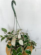 Load image into Gallery viewer, Hoya Macrophylla Variegata
