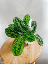 Load image into Gallery viewer, Maranta Leuconeura Lemon Lime
