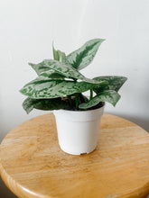 Load image into Gallery viewer, Satin Pothos ‘Exotica’ (Scindapsus pictus)
