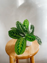 Load image into Gallery viewer, Maranta Leuconeura Lemon Lime
