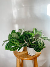 Load image into Gallery viewer, Maranta Leuconeura Lemon Lime
