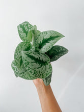 Load image into Gallery viewer, Satin Pothos ‘Exotica’ (Scindapsus pictus)
