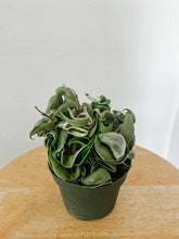 Load image into Gallery viewer, Hoya Carnosa Compacta Variegated/Hindu Rope Variegated
