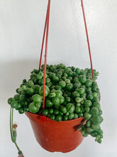 Load image into Gallery viewer, String of Pearls 6in. (Short Length)
