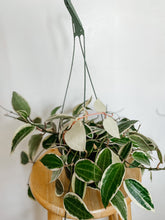 Load image into Gallery viewer, Hoya Macrophylla Variegata
