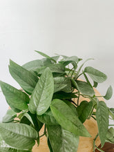 Load image into Gallery viewer, Cebu Blue Pothos Epipremnum pinnatum
