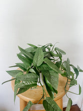 Load image into Gallery viewer, Cebu Blue Pothos Epipremnum pinnatum
