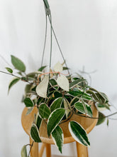 Load image into Gallery viewer, Hoya Macrophylla Variegata
