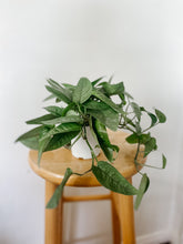 Load image into Gallery viewer, Cebu Blue Pothos Epipremnum pinnatum
