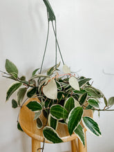 Load image into Gallery viewer, Hoya Macrophylla Variegata
