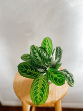 Load image into Gallery viewer, Maranta Leuconeura Lemon Lime
