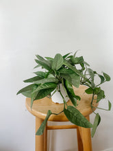 Load image into Gallery viewer, Cebu Blue Pothos Epipremnum pinnatum
