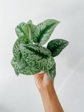 Load image into Gallery viewer, Satin Pothos ‘Exotica’ (Scindapsus pictus)
