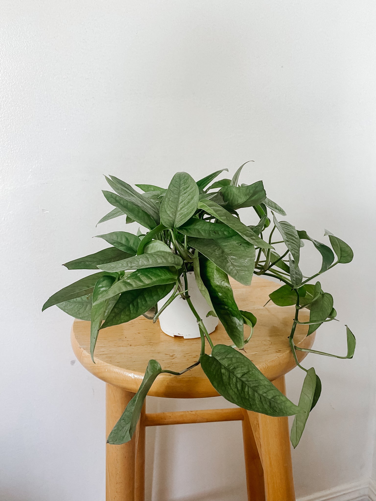 cebu blue pothos pet safe Cebu Blue Pothos Epipremnum pinnatum – Emerald Houseplants