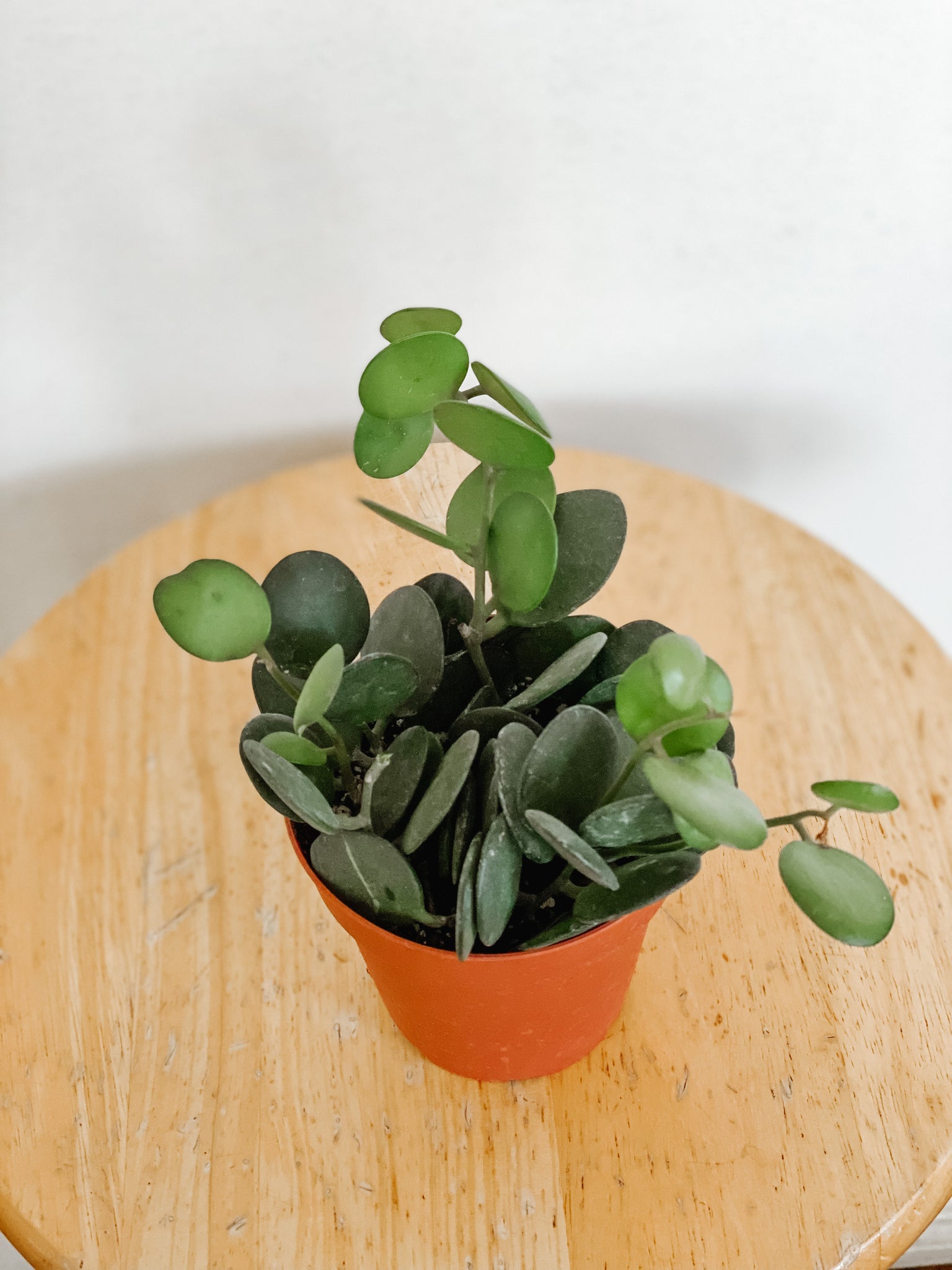coin succulent String of Coins (Xerosicyos Danguyi)