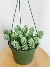 Load image into Gallery viewer, Donkey Tail in Hanging Pot.
