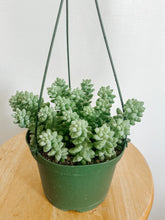 Load image into Gallery viewer, Donkey Tail in Hanging Pot.
