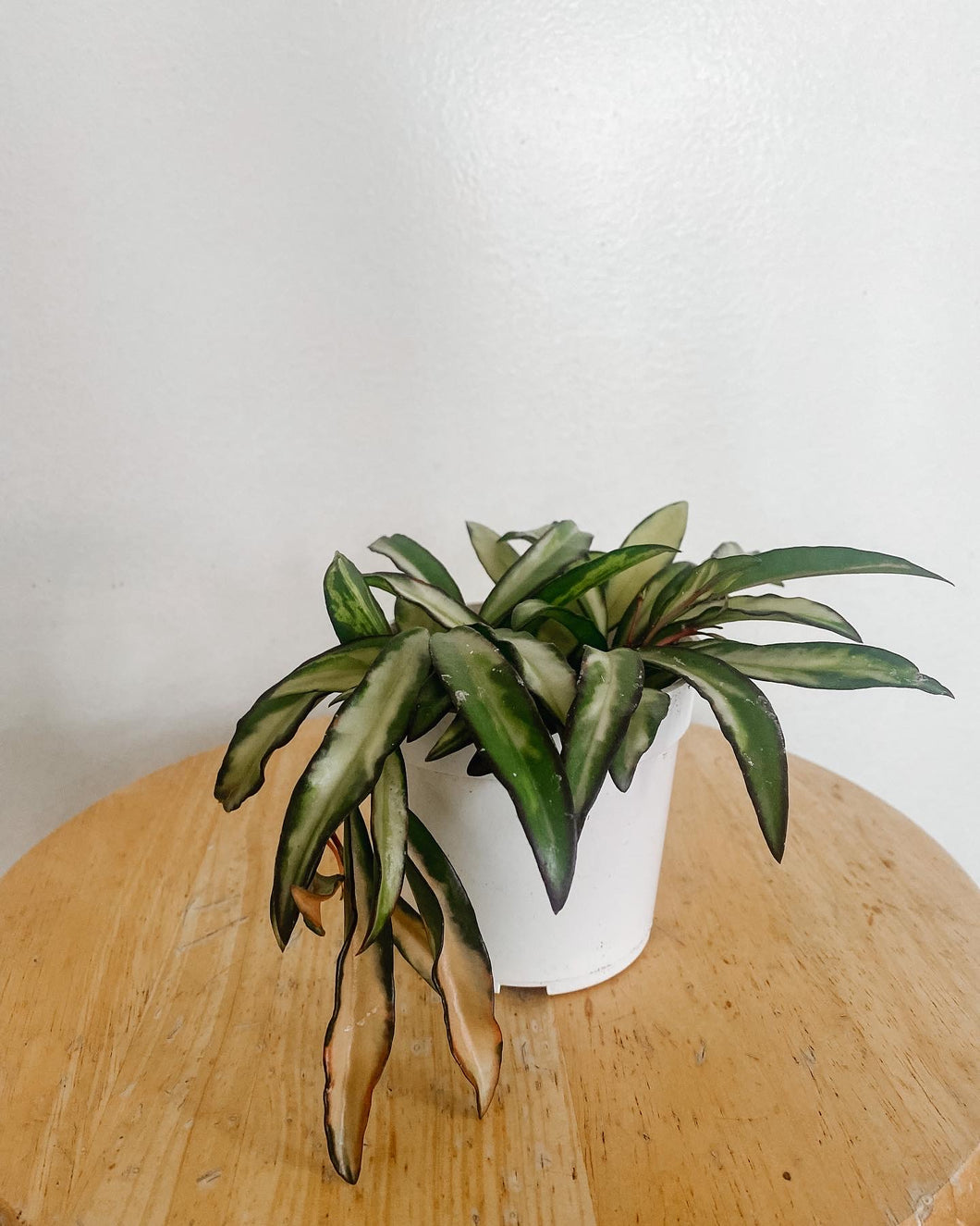 Hoya Wayettii Variegated