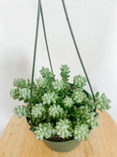 Load image into Gallery viewer, Donkey Tail in Hanging Pot.
