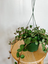 Load image into Gallery viewer, Peperomia Hope (Peperomia tetraphylla)
