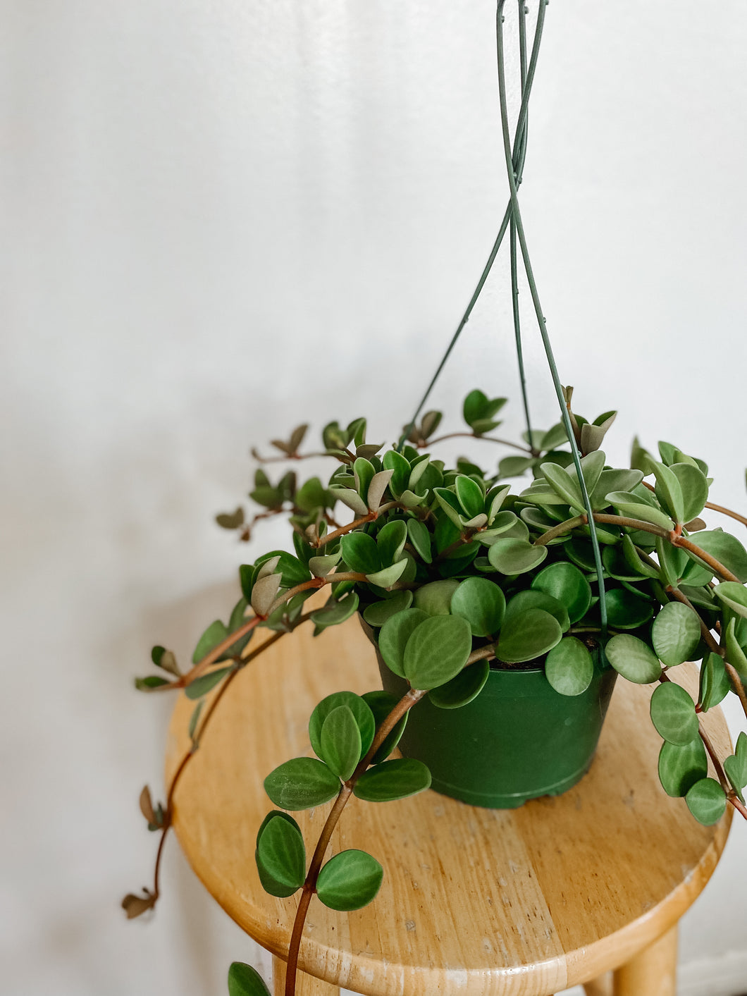 Peperomia Hope (Peperomia tetraphylla)