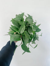 Load image into Gallery viewer, Cebu Blue Pothos Epipremnum pinnatum
