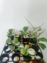 Load image into Gallery viewer, Variegated Hoya Kerrii
