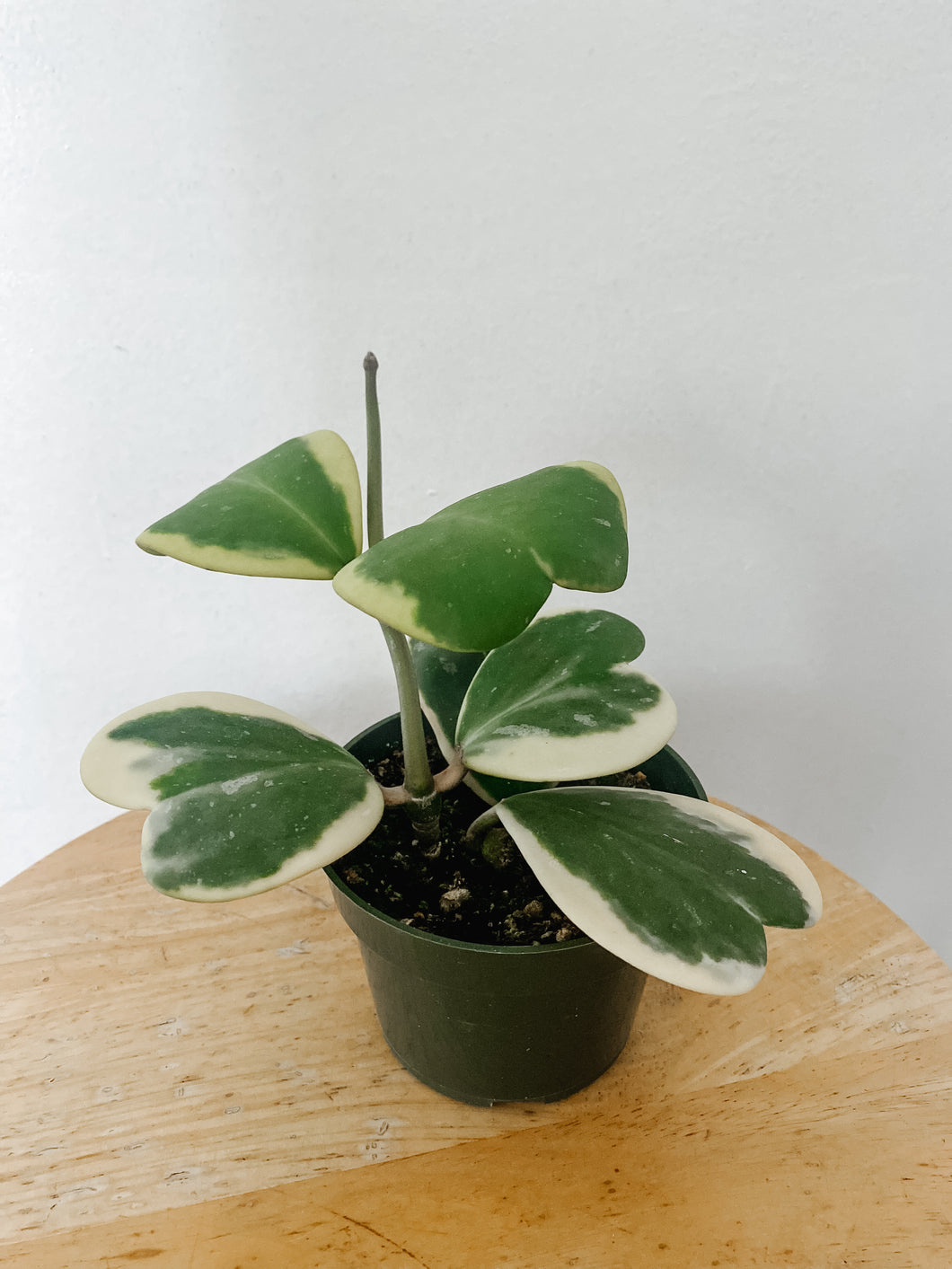 Variegated Hoya Kerrii