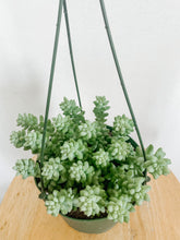 Load image into Gallery viewer, Donkey Tail in Hanging Pot.
