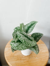Load image into Gallery viewer, Satin Pothos ‘Exotica’ (Scindapsus pictus)
