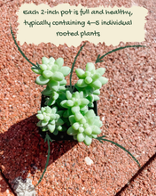 Load image into Gallery viewer, Donkey Tail (Burro’s Tail) – 2” Rooted Sedum Morganianum Succulent
