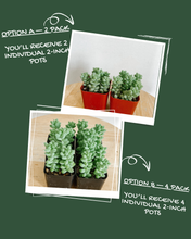 Load image into Gallery viewer, Donkey Tail (Burro’s Tail) – 2” Rooted Sedum Morganianum Succulent

