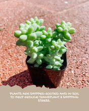 Load image into Gallery viewer, Donkey Tail (Burro’s Tail) – 2” Rooted Sedum Morganianum Succulent
