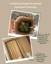 Load image into Gallery viewer, Donkey Tail (Burro’s Tail) – 2” Rooted Sedum Morganianum Succulent
