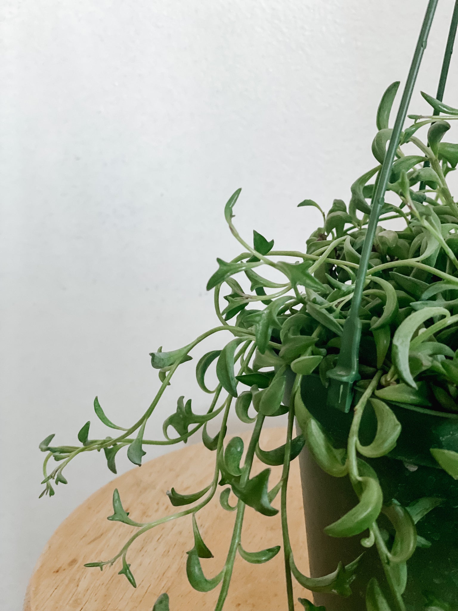 dolphin succulent plant near me Trailing String of Dolphins in 6in Pot – Emerald Houseplants