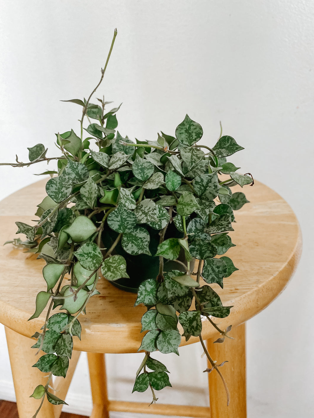 Trailing Hoya Curtisii